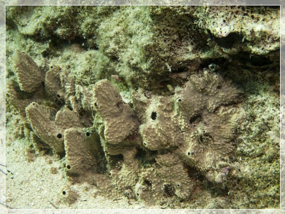 Variabler Lederschwamm (Ircinia variabilis) Bildnummer 20110909_0037A1095718