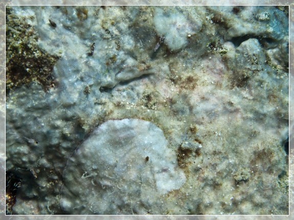 Krustiges Moostierchen (Calpensia nobilis) Bildnummer 20110910_0088A1105793