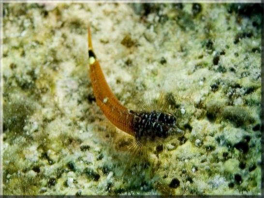 Zwerg-Spitzkopfschleimfisch (Tripterygion melanurus); Brennweite 50 mm; Blende 7,1; Belichtungszeit 1/100; ISO 400; Bildnummer 20090831_0152A1318809