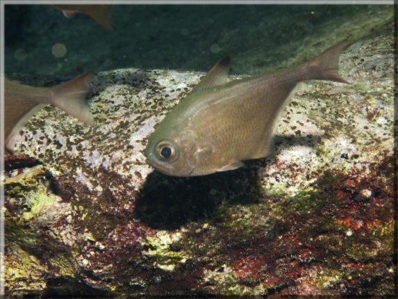 Beilbauchfisch (Pempheris mangula); Brennweite 50 mm; Blende 10,0; Belichtungszeit 1/100; ISO 200; Bildnummer 20110911_0153A1115950