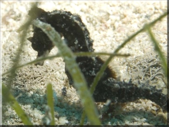 Kurzschnauziges Seepferdchen (Hippocampus hippocampus); Brennweite 50 mm; Blende 10,0; Belichtungszeit 1/100; ISO 100; Bildnummer 20090902_0207A1028947