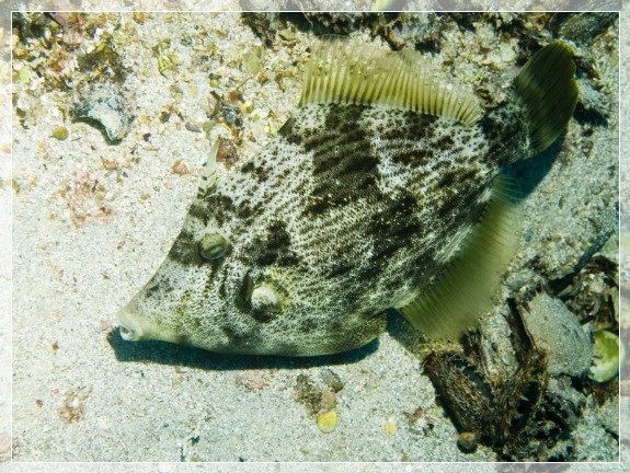 Rauten-Feilenfisch (Stephanolepis diaspros) Bildnummer 20090906_0361A1069217