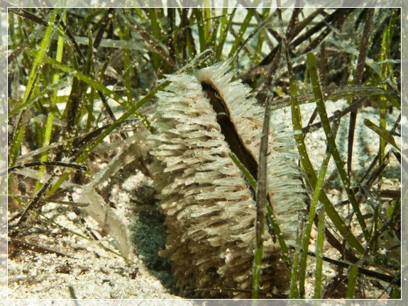 Große Steckmuschel (Pinna nobilis) Bildnummer 20110917_0403A1176366