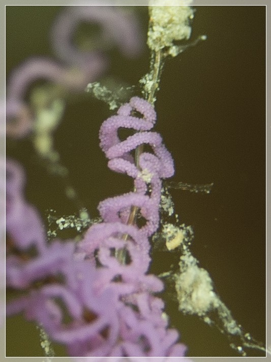 Violette Flabellina (Flabellina affinis) Bildnummer 20130924_0449A1240219_2