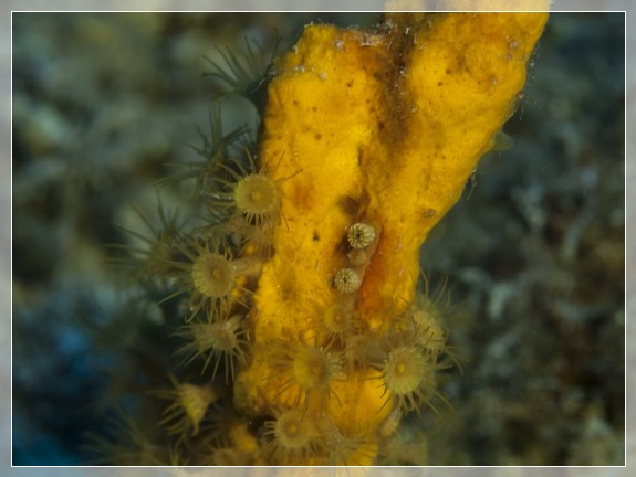Gold-Krustenanemone (Parazoanthus swiftii) auf Löchriger Geweihschwamm (Axinella polypoides) Bildnummer 20130926_0508A1260301_2