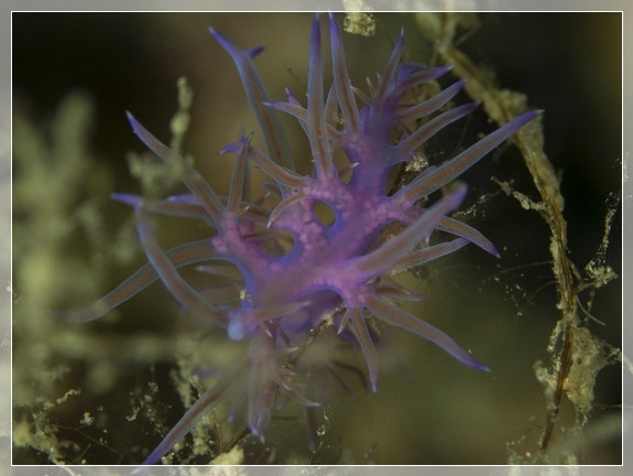 Violette Flabellina (Flabellina affinis) Bildnummer 20130926_0525A1260320_2