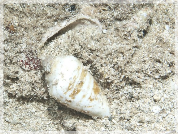 Mittelmeer-Kegelschnecke (Conus ventricosus) Bildnummer 20110920_0567A1206652