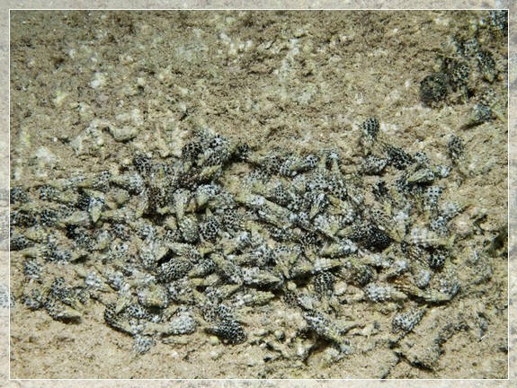 Nadelschnecke (Cerithium scabridum) Bildnummer 20110920_0568A1206653
