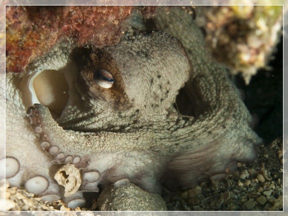 Gewöhnlicher Krake (Octopus vulgaris) Bildnummer 20100913_0578A1133389