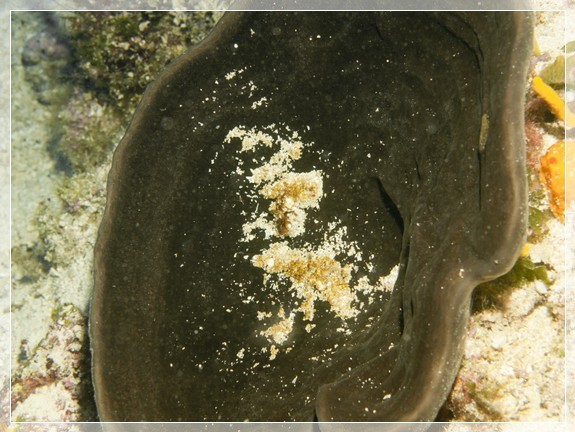 Elefantenohr (Spongia agarieina) Bildnummer 20100914_0618A1143454