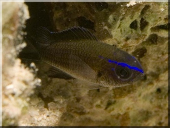 Mönchsfisch (Chromis chromis); Brennweite 50 mm; Blende 9,0; Belichtungszeit 1/100; ISO 100; Bildnummer 20090914_709A1149885