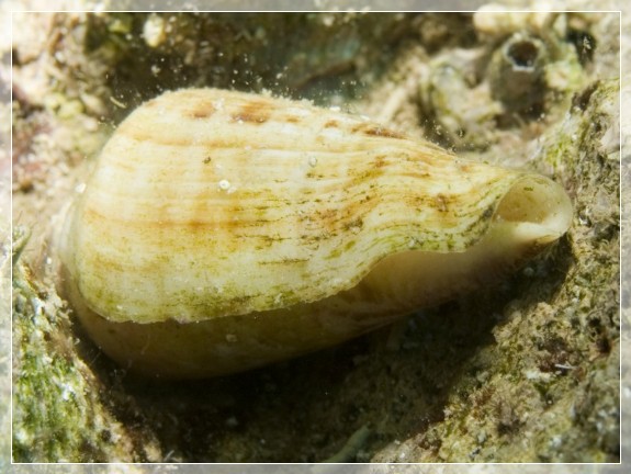 Mittelmeer-Kegelschnecke (Conus ventricosus) Bildnummer 20090915_0785A1150005