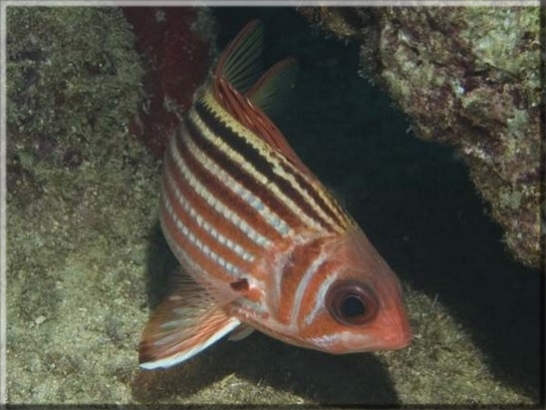 Roter Eichhörnchenfisch (Sargocentron rubrum); Brennweite 50 mm; Blende 8,0; Belichtungszeit 1/100; ISO 100; Bildnummer 20090863A1170142