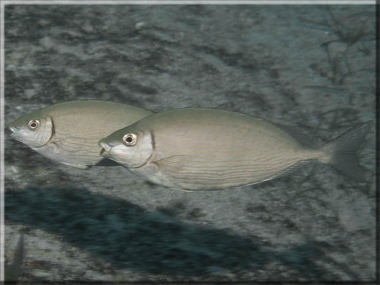 Rotmeer Kaninchenfisch (Siganus rivulatus); Brennweite 50 mm; Blende 10,0; Belichtungszeit 1/100; ISO 100; Bildnummer 20100919_971A1193946
