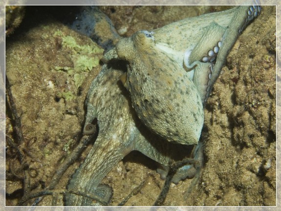Schirm-Krake (Octopus salutii) Bildnummer 20090919_1008A1190361