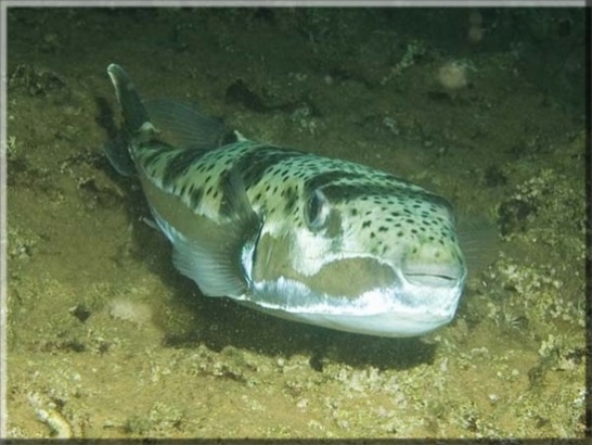Hasenkopf-Kugelfisch (Lagocephalus sceleratus); Brennweite 50 mm; Blende 8,0; Belichtungszeit 1/100; ISO125; Bildnummer 20091011A1190365