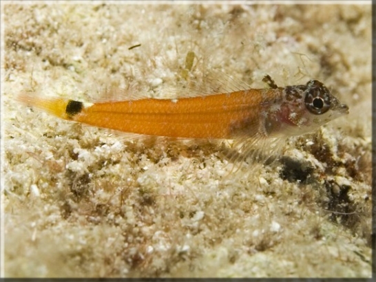 Zwerg-Spitzkopfschleimfisch (Tripterygion melanurus); Brennweite 50 mm; Blende 9,0; Belichtungszeit 1/100; ISO 100; Bildnummer 20090922_1216A1220634
