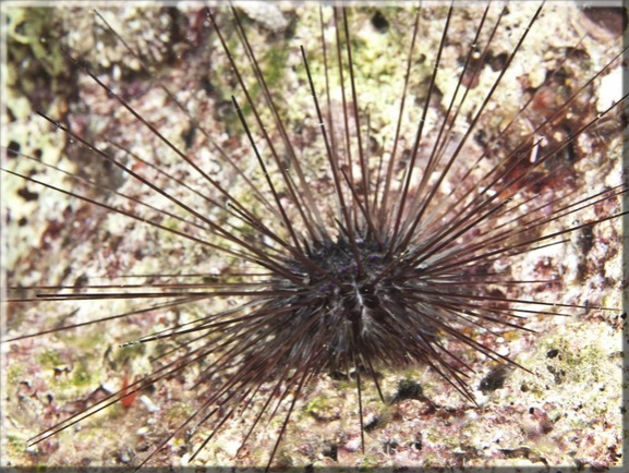Mittelmeer Diademseeigel (Centrostephanus longispinus); Brennweite 50 mm; Blende 10,0; Belichtungszeit 1/100; ISO 100; Bildnummer 20100923_1247A1234219