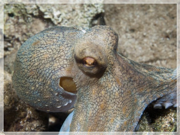 Schirm-Krake (Octopus salutii) Bildnummer 20100923_1273A1234246