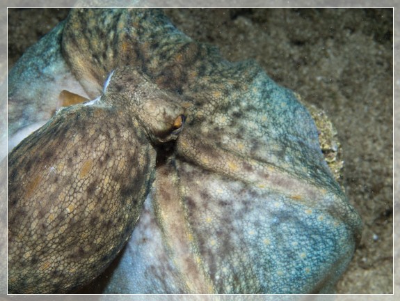 Schirm-Krake (Octopus salutii) Bildnummer 20100923_1274A1234247
