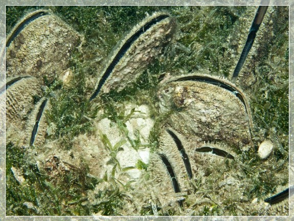 Große Steckmuschel (Pinna nobilis) Bildnummer 20111005_1385A1057821