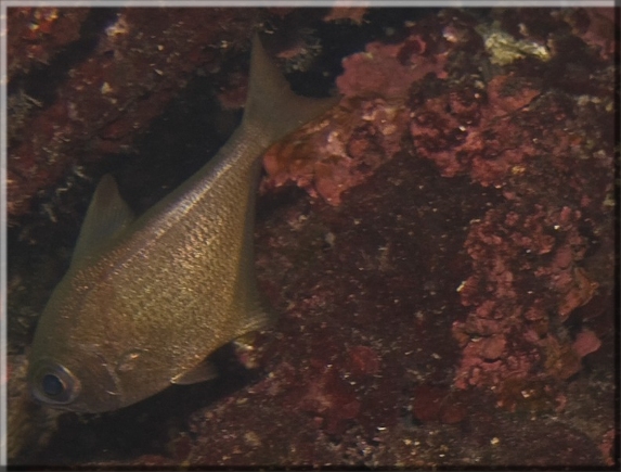 Beilbauchfisch (Pempheris mangula); Brennweite 50 mm; Blende 8,0; Belichtungszeit 1/100; ISO 400; Bildnummer 20080823_0025A1234999