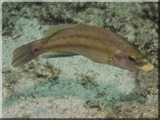 Pfauen-Lippfisch (Symphodus tinca); Brennweite 50 mm; Blende 2,0; Belichtungszeit 1/100; ISO 100; Bildnummer 20080823_0042A1235046