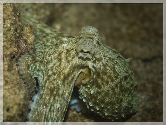 Gewöhnlicher Krake (Octopus vulgaris) Bildnummer 20080825_0110A1255195