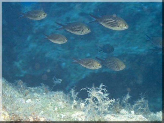 Mönchsfisch (Chromis chromis); Brennweite 50 mm; Blende 8,0; Belichtungszeit 1/40; ISO 100; Bildnummer 20080917_1225A1177466
