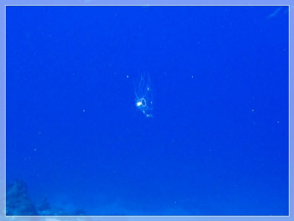 Unsterbliche Qualle (Turritopsis dohrnii) Bildnummer 20170825_0020_1 3x4