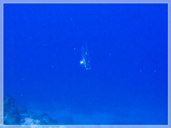 Unsterbliche Qualle (Turritopsis dohrnii) Bildnummer 20170825_0020_2 3x4