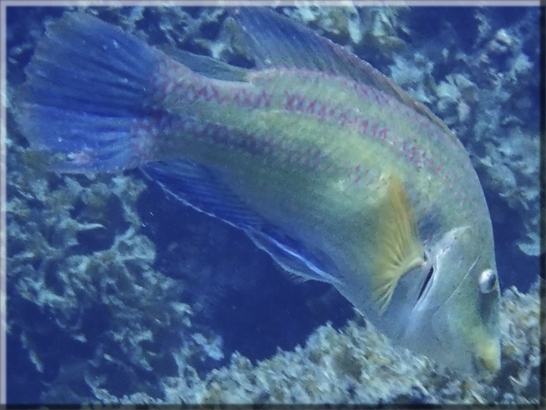 Pfauen-Lippfisch (Symphodus tinca); Kamera Olympus Tough TG‑6; Bildnummer 2022.07.21_004 aus Video