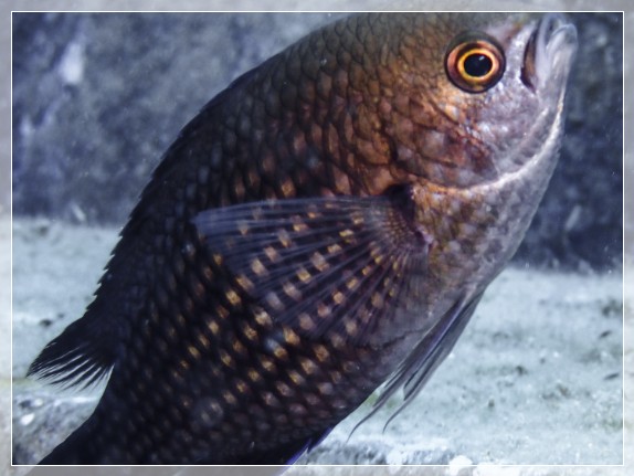 Mönchsfisch (Chromis chromis) Bildnummer 20220801_0137