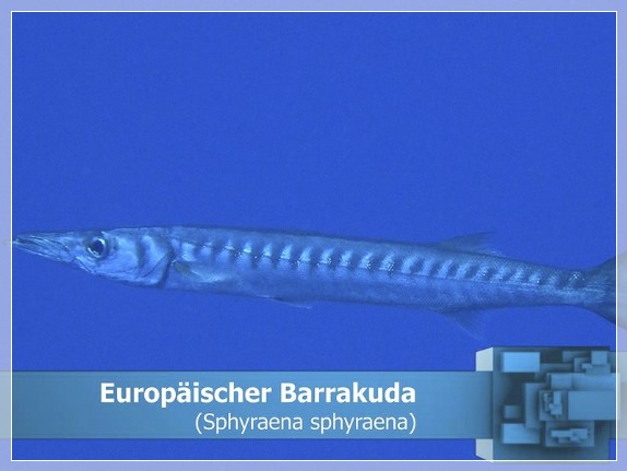 Europäischer Barrakuda (Sphyraena sphyraena) Bildnummer 20160929_2_3x4