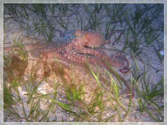 Langarmiger Krake (Octopus macropus) Bildnummer 2003_0564